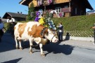 Almabtrieb Westendorf 18.09.2010