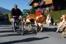 Almabtrieb Westendorf 18.09.2010