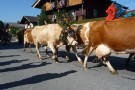 Almabtrieb Westendorf 18.09.2010