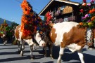 Almabtrieb Westendorf 18.09.2010