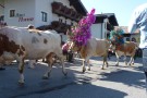 Almabtrieb Westendorf 18.09.2010