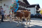 Almabtrieb Westendorf 18.09.2010