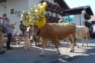 Almabtrieb Westendorf 18.09.2010