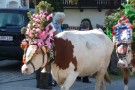 Almabtrieb Westendorf 18.09.2010