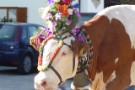 Almabtrieb Westendorf 18.09.2010