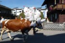 Almabtrieb Westendorf 18.09.2010