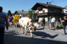 Almabtrieb Westendorf 18.09.2010