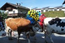 Almabtrieb Westendorf 18.09.2010