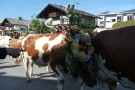 Almabtrieb Westendorf 18.09.2010