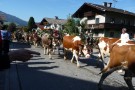 Almabtrieb Westendorf 18.09.2010