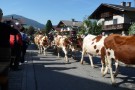 Almabtrieb Westendorf 18.09.2010