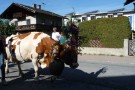 Almabtrieb Westendorf 18.09.2010