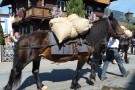 Almabtrieb Westendorf 18.09.2010