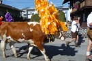 Almabtrieb Westendorf 18.09.2010