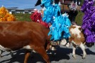 Almabtrieb Westendorf 18.09.2010